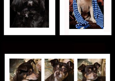 Pet Photography NYC